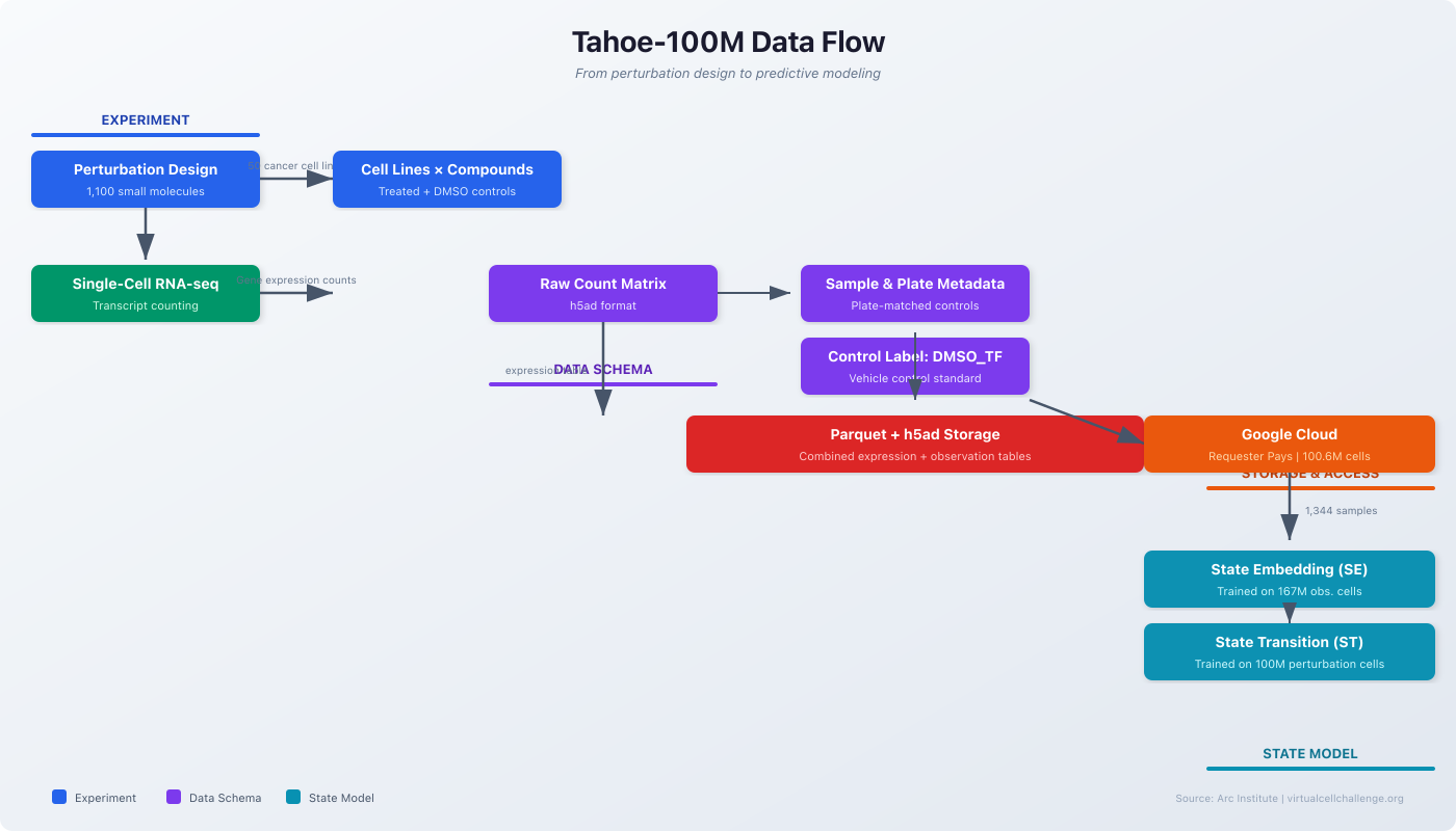 Tahoe-100M data flow diagram: from perturbation design (1,100 small molecules across cancer cell lines) through single-cell RNA-seq to raw count matrix, sample and plate metadata, DMSO_TF vehicle control, Parquet and h5ad storage on Google Cloud, through to the State Embedding model (trained on 167M observational cells) and State Transition model (trained on 100M perturbation cells). Source: Arc Institute.