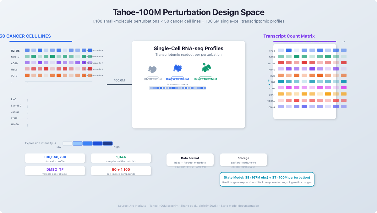 Tahoe-100M perturbation design space: 50 cancer cell lines (U2-OS, MCF-7, A549, HeLa, PC-3, and others) crossed with 1,100 small-molecule compounds, producing 100,648,790 single-cell transcriptomic profiles stored as hSad and Parquet on Google Cloud (gs://arc-institute-vc). Key stats shown: 1,344 samples, DMSO_TF vehicle control label, State Model trained on 167M observational and 100M perturbation cells. Source: Arc Institute, Zhang et al. bioRxiv 2025.